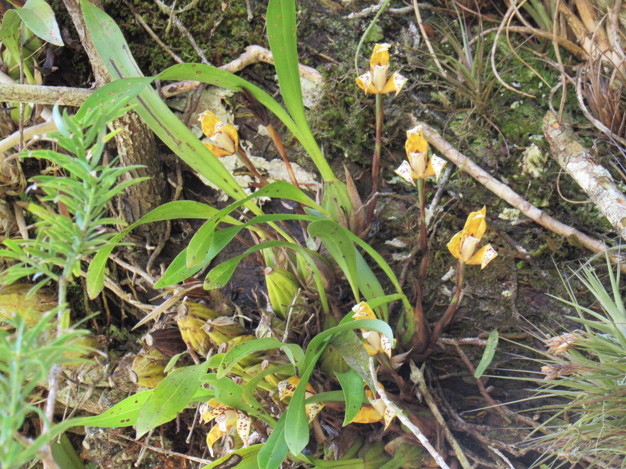 Image of Maxillaria picta Hook.