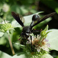 Imagem de Physocephala floridana Camras 1957