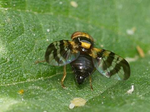 Слика од Rhagoletis cerasi (Linnaeus 1758)