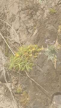 Image of Sonchus ustulatus subsp. ustulatus