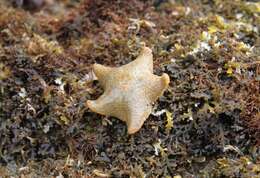 Image of cushion star