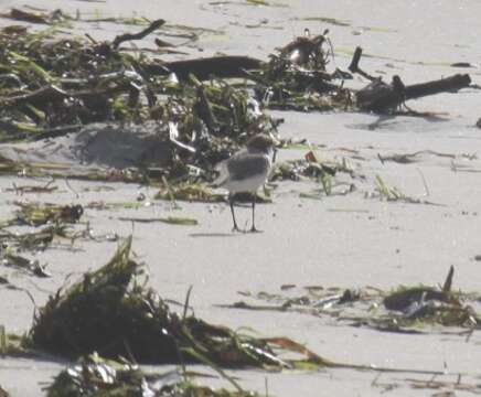 Image of Red-capped Dotterel