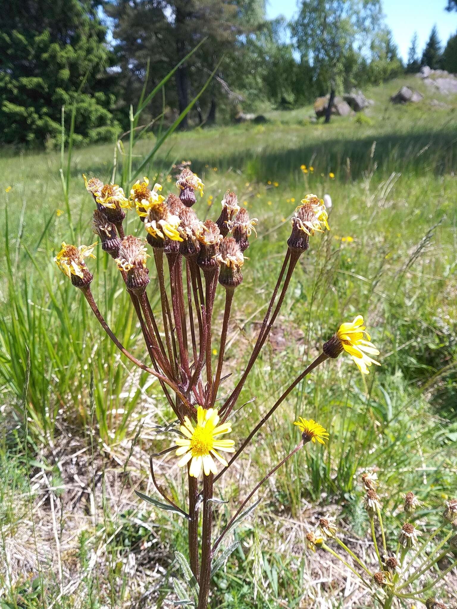 Tephroseris crispa (Jacq.) Schur的圖片