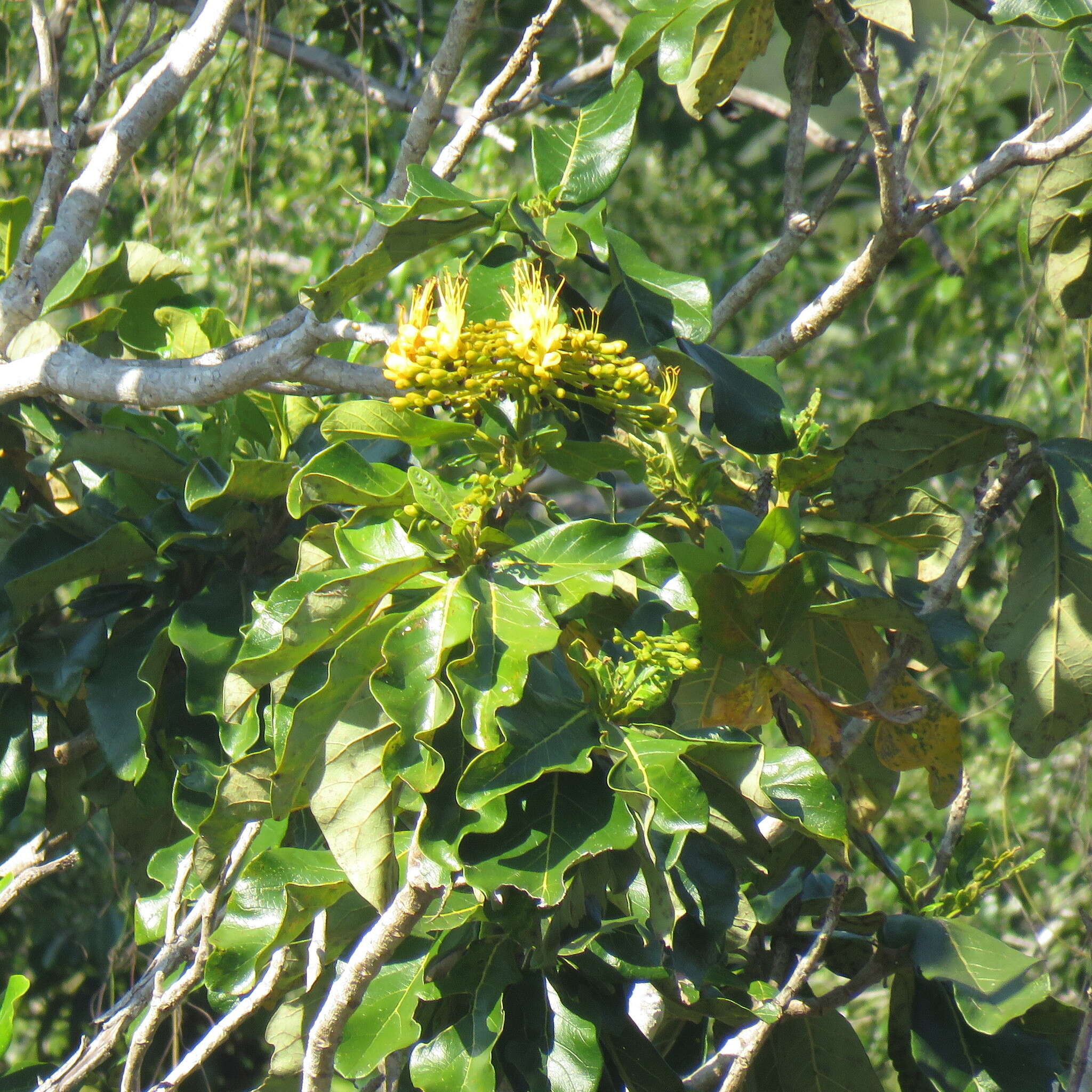 Image de Deplanchea tetraphylla (R. Br.) F. Muell. ex van Steenis