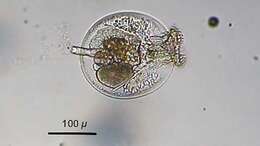 Image of turtle rotifer