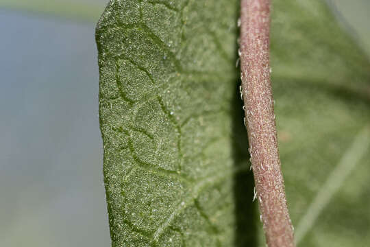 Image of Ipomoea gilana K. Keith & J. A. Mc Donald