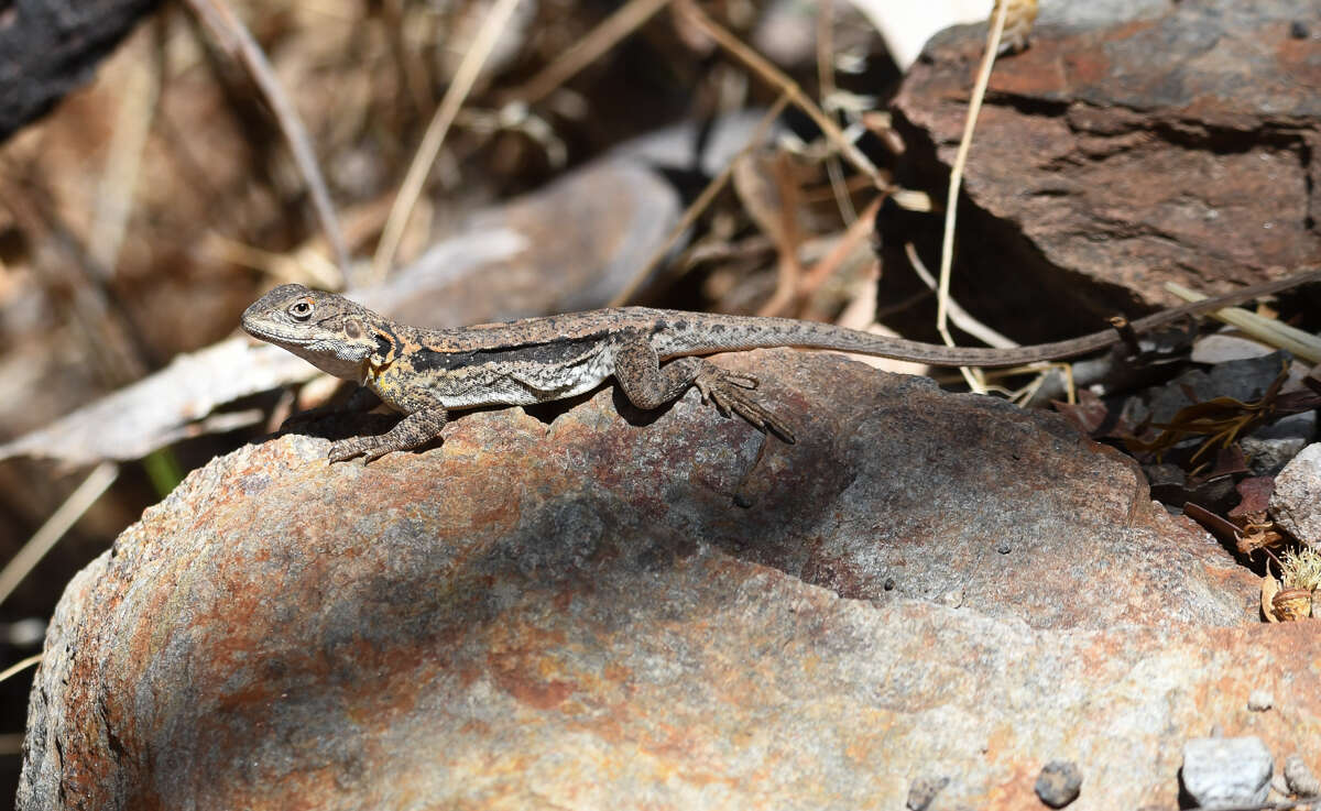 Ctenophorus decresii (Duméril & Bibron 1837) resmi