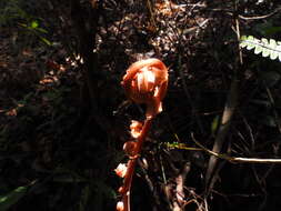 Image of Blechnopsis finlaysoniana (Wall. ex Hook. & Grev.) C. Presl