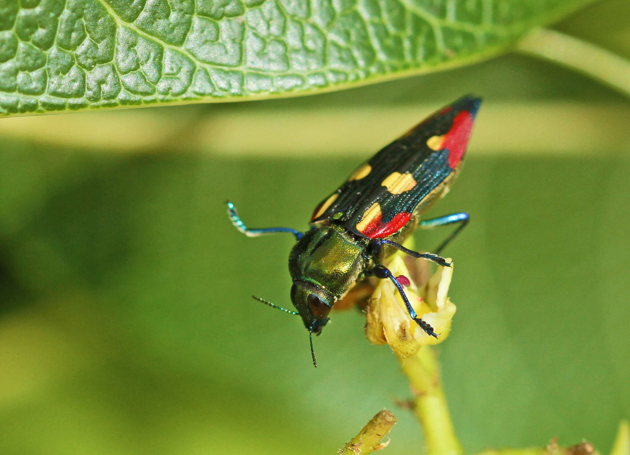 Imagem de Castiarina producta (Saunders 1868)