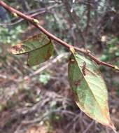 Image of maleberry