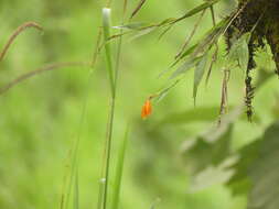 Image of Sobralia crocea (Poepp. & Endl.) Rchb. fil.