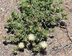 Image of Mesembryanthemum splendens subsp. pentagonum (L. Bol.) Klak