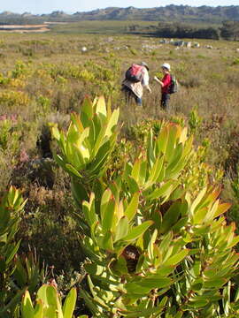 Image of Leucadendron gandogeri Schinz ex Gand.