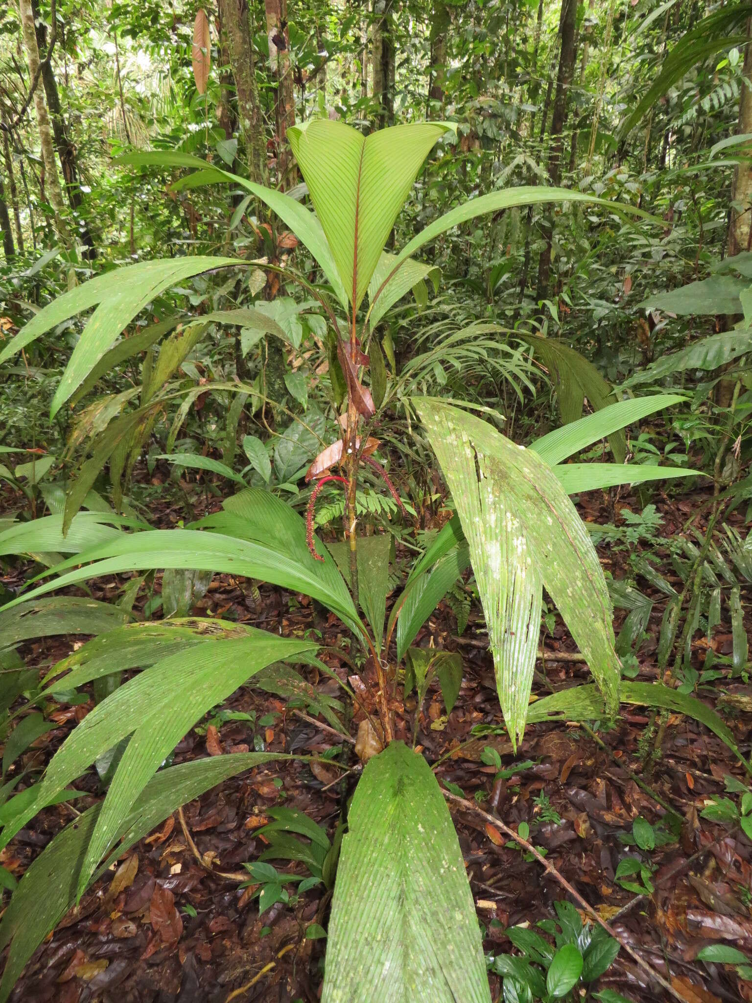 Image of Geonoma stricta (Poit.) Kunth