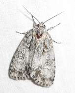 Acronicta retardata Walker 1861的圖片