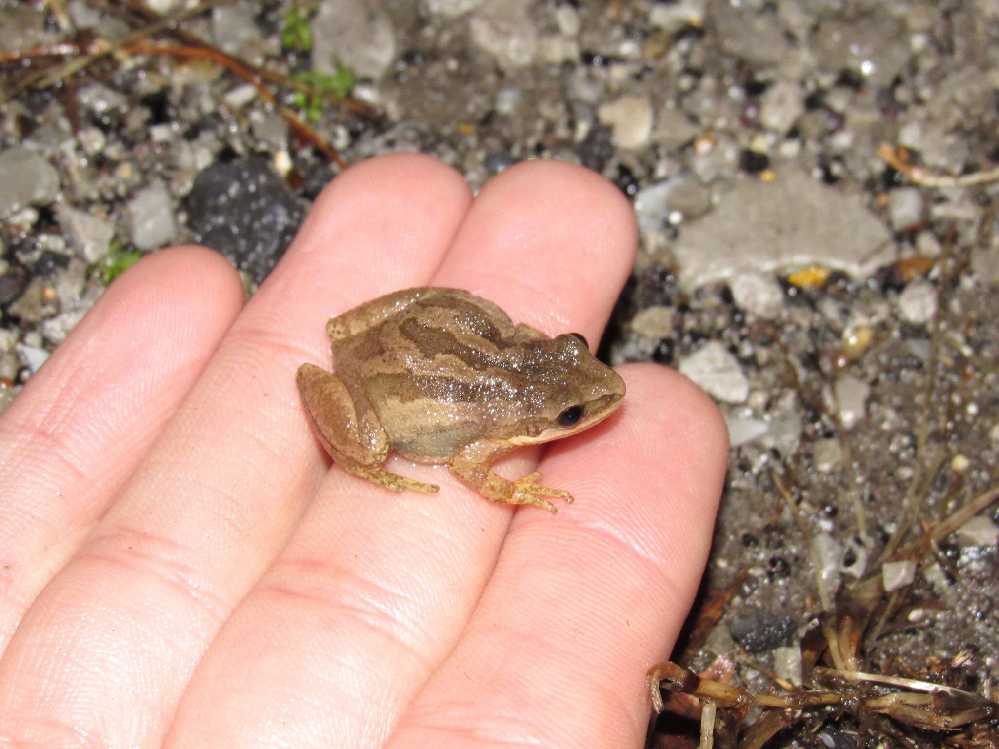 Image of Western Chorus Frog