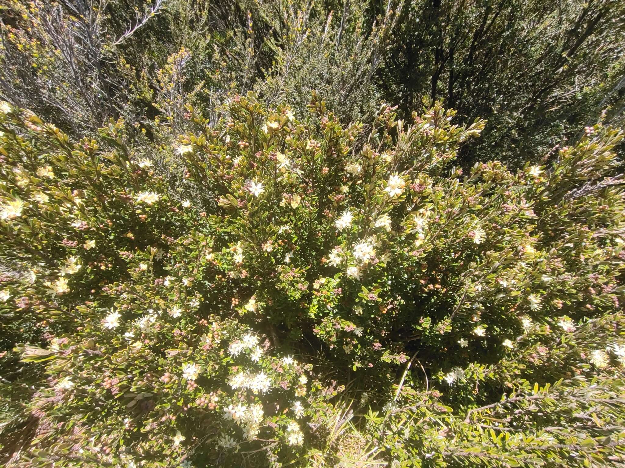 Image of Phebalium squamulosum subsp. alpinum (Benth.) Paul G. Wilson