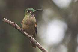 Image of Fawn-breasted Brilliant