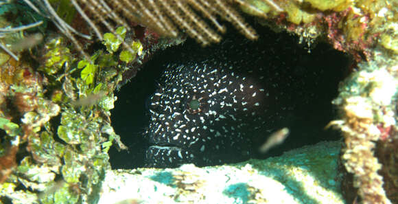 Image of Whitespotted Toadfish