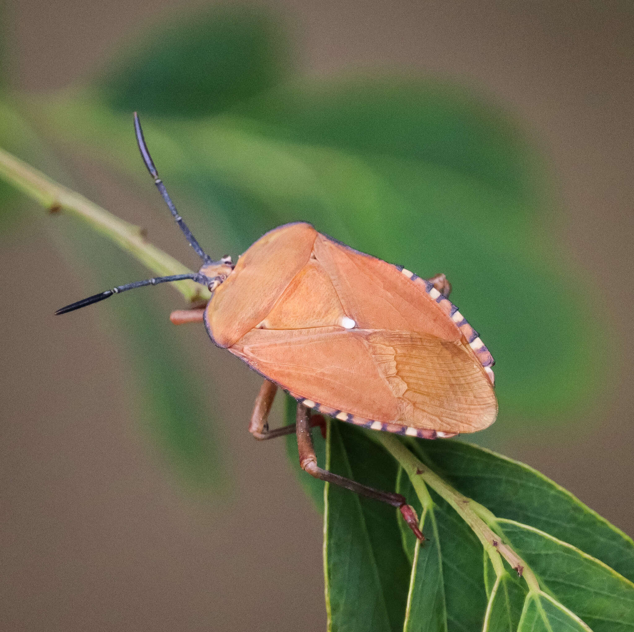 Plancia ëd Pycanum ochraceum Distant 1893