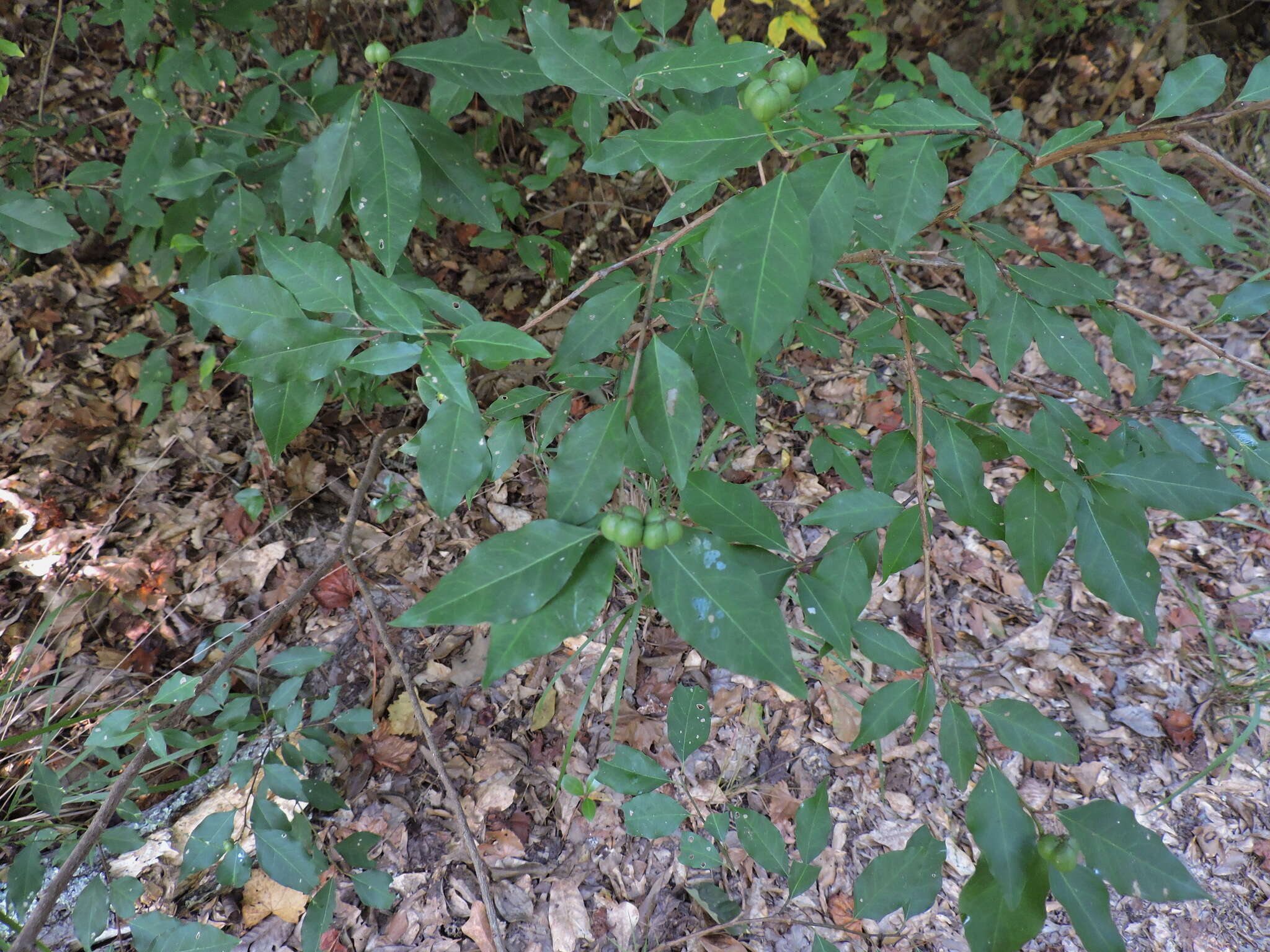 Image of Gulf Sebastian-Bush