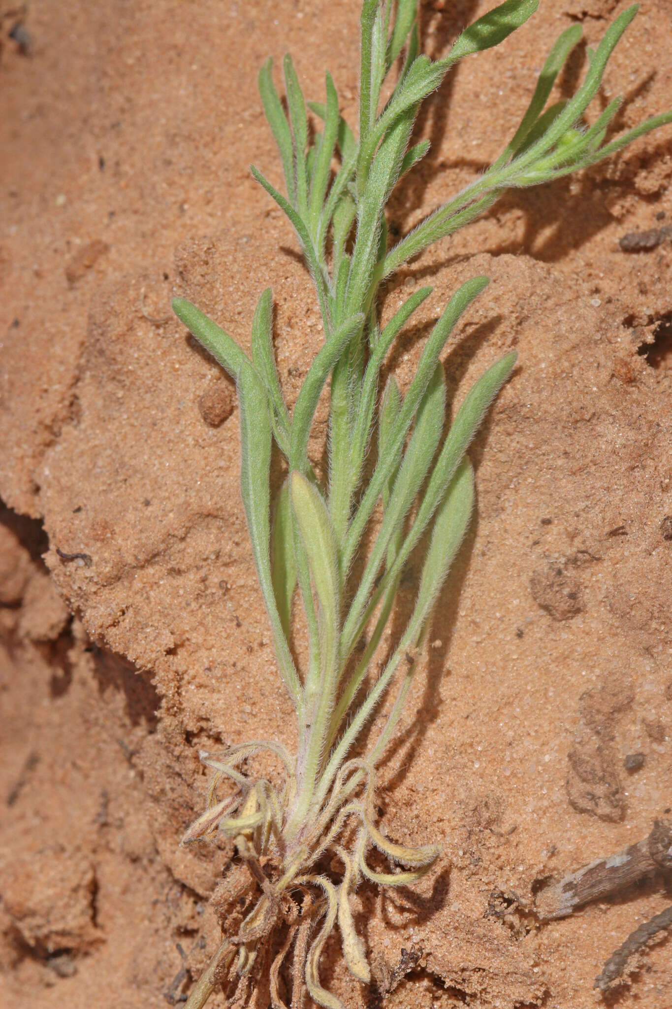 Image of western daisy fleabane