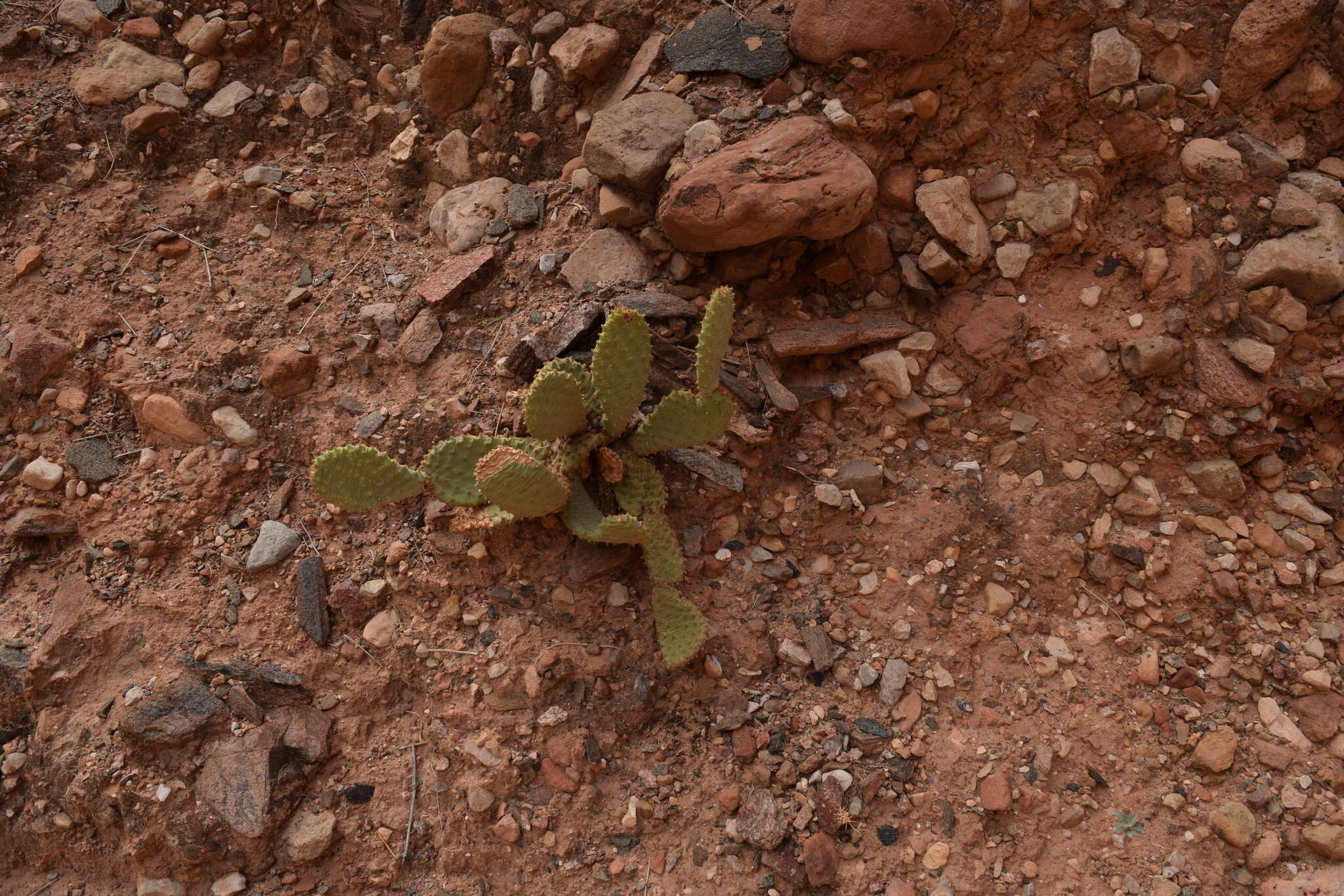 Image of beavertail pricklypear