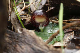 Image of Stately helmet orchid