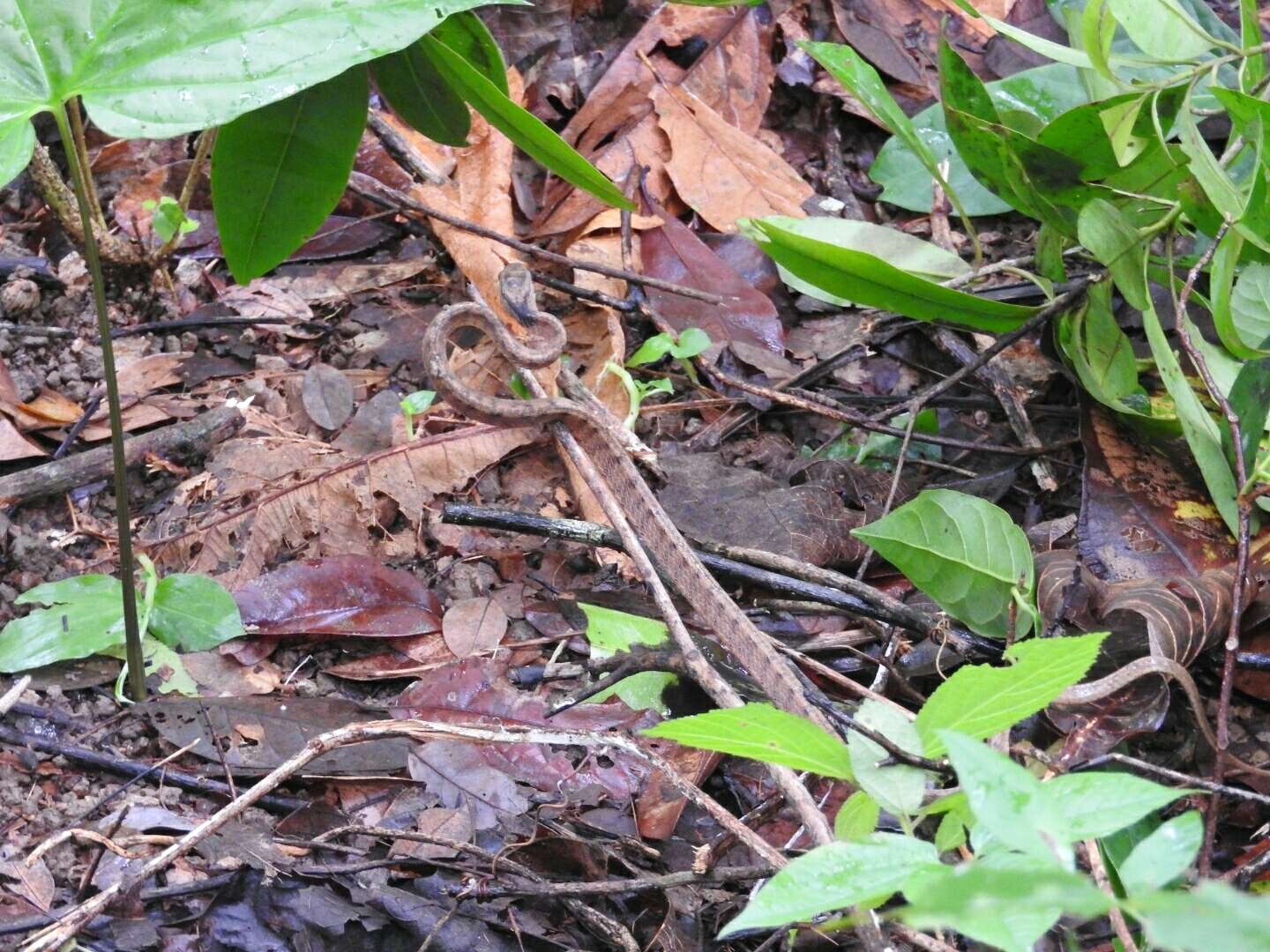 Sivun Pareas carinatus (H. Boie 1828) kuva