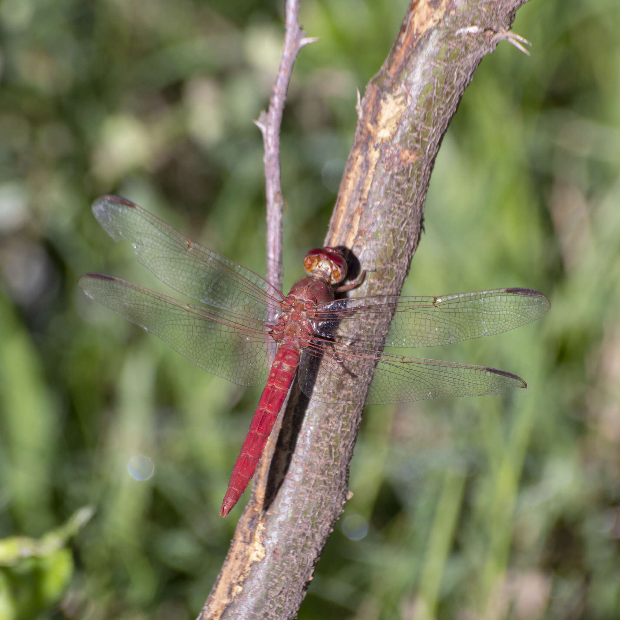 Слика од Orthemis nodiplaga Karsch 1891