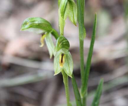 Image of Broad-sepaled leafy greenhood