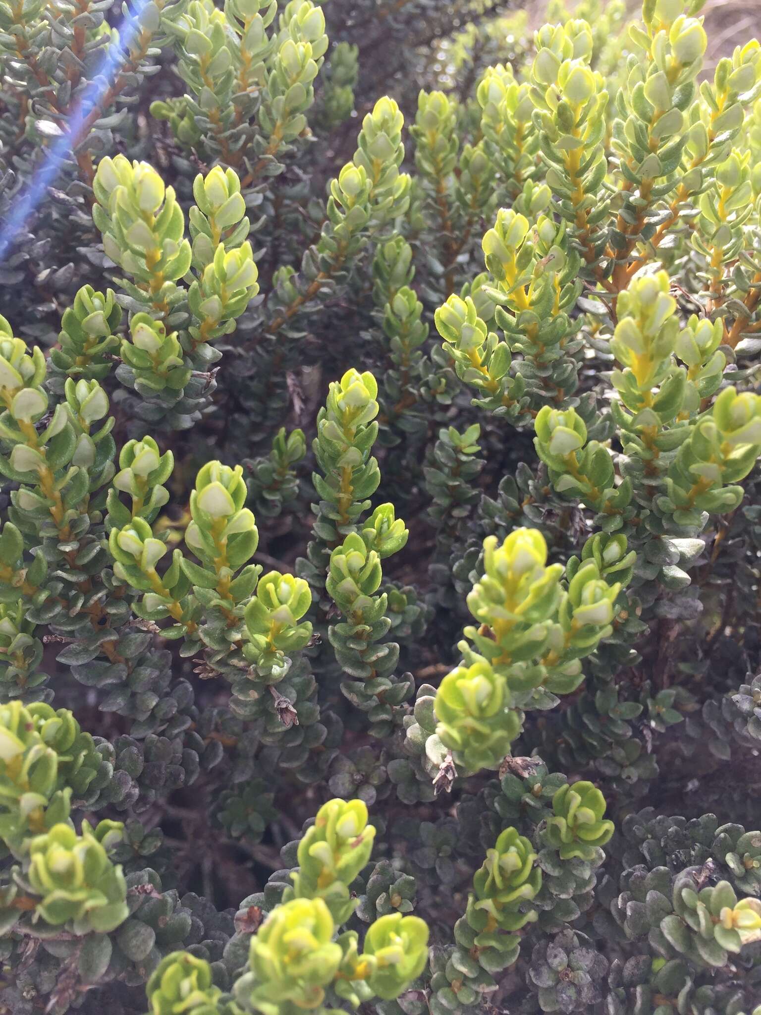 Image of Olearia nummularifolia Hook. fil.