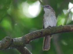 Image of Moustached Babbler