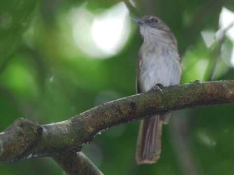 Image of Moustached Babbler