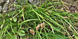 Image of Presl's Sedge