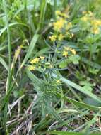 Image of Wirtgen's bedstraw