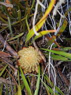 Image of Protea aspera Phillips