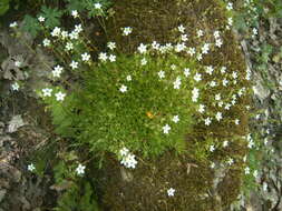 Sivun Saxifraga globulifera Desf. kuva