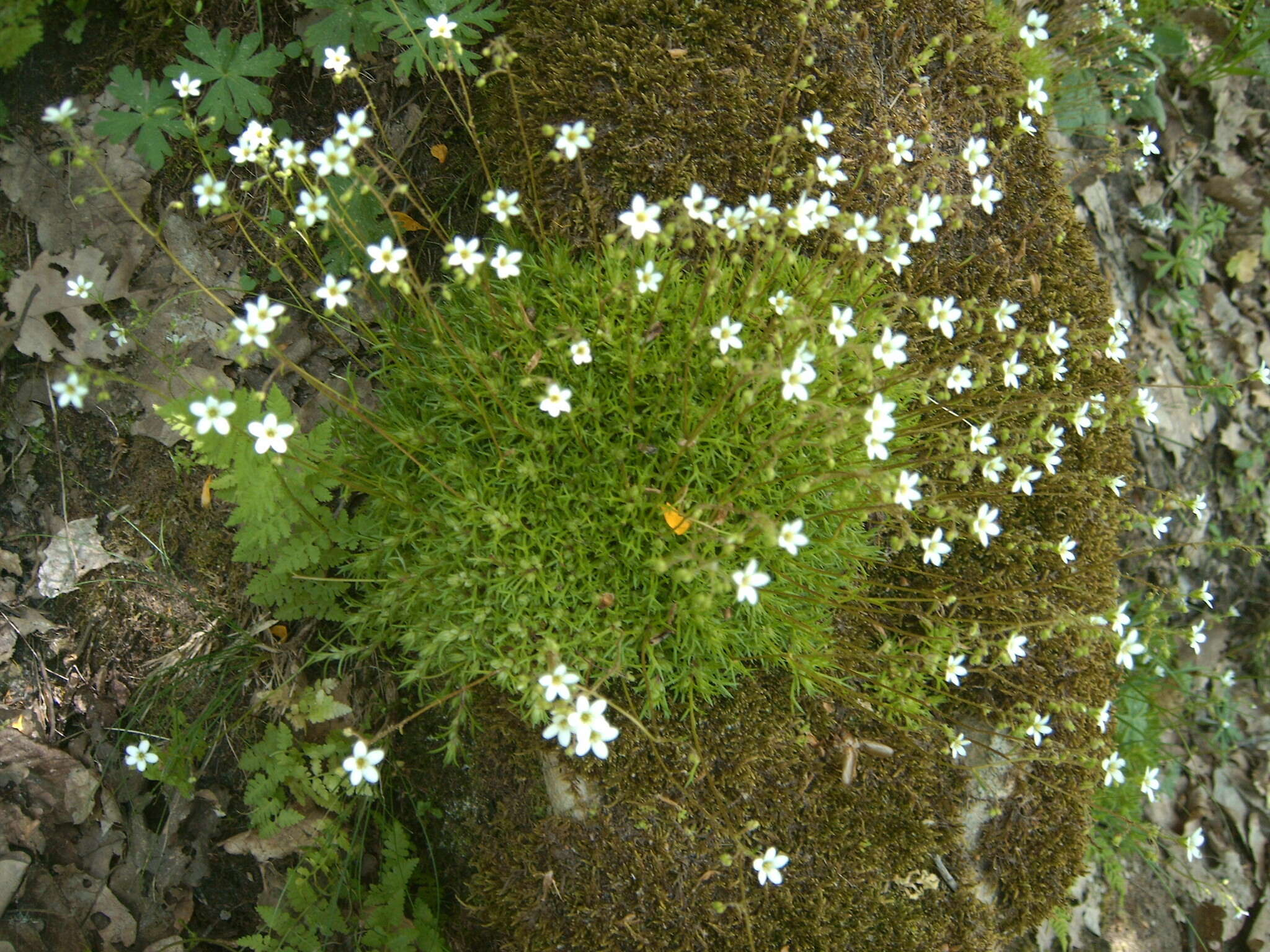 Sivun Saxifraga globulifera Desf. kuva