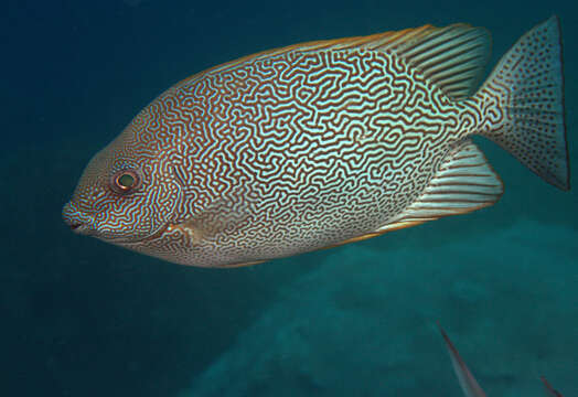 Image of Maze Rabbitfish