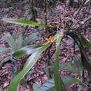 Image of Maxillaria villosa (Barb. Rodr.) Cogn.