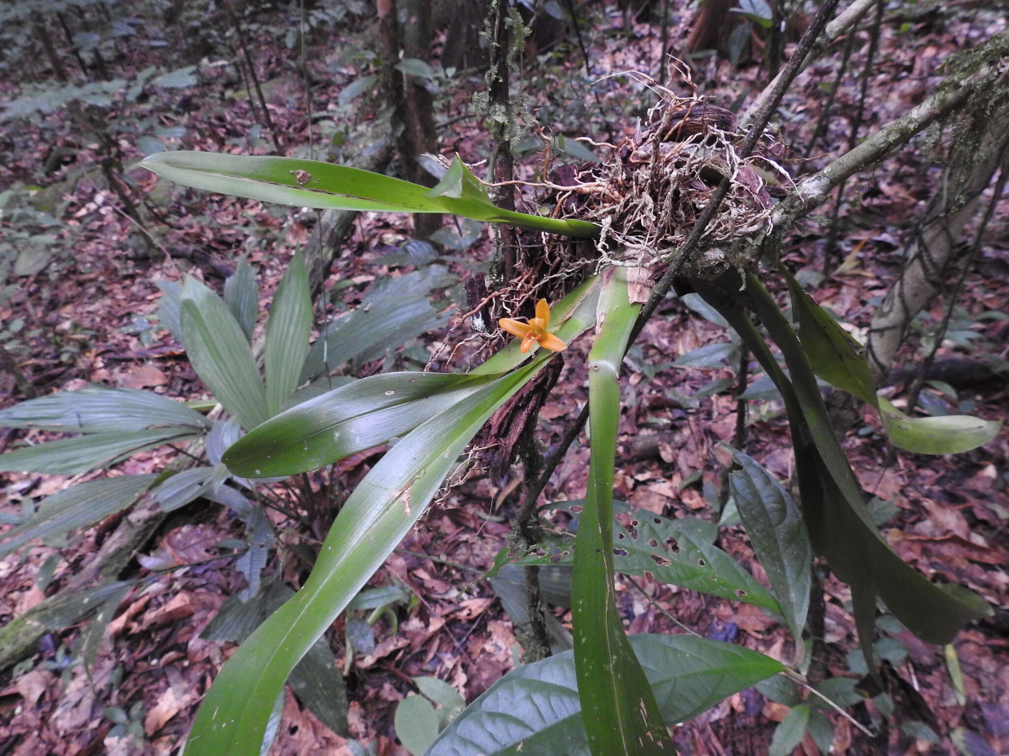 Image of Maxillaria villosa (Barb. Rodr.) Cogn.