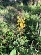 صورة Crotalaria pallida Aiton