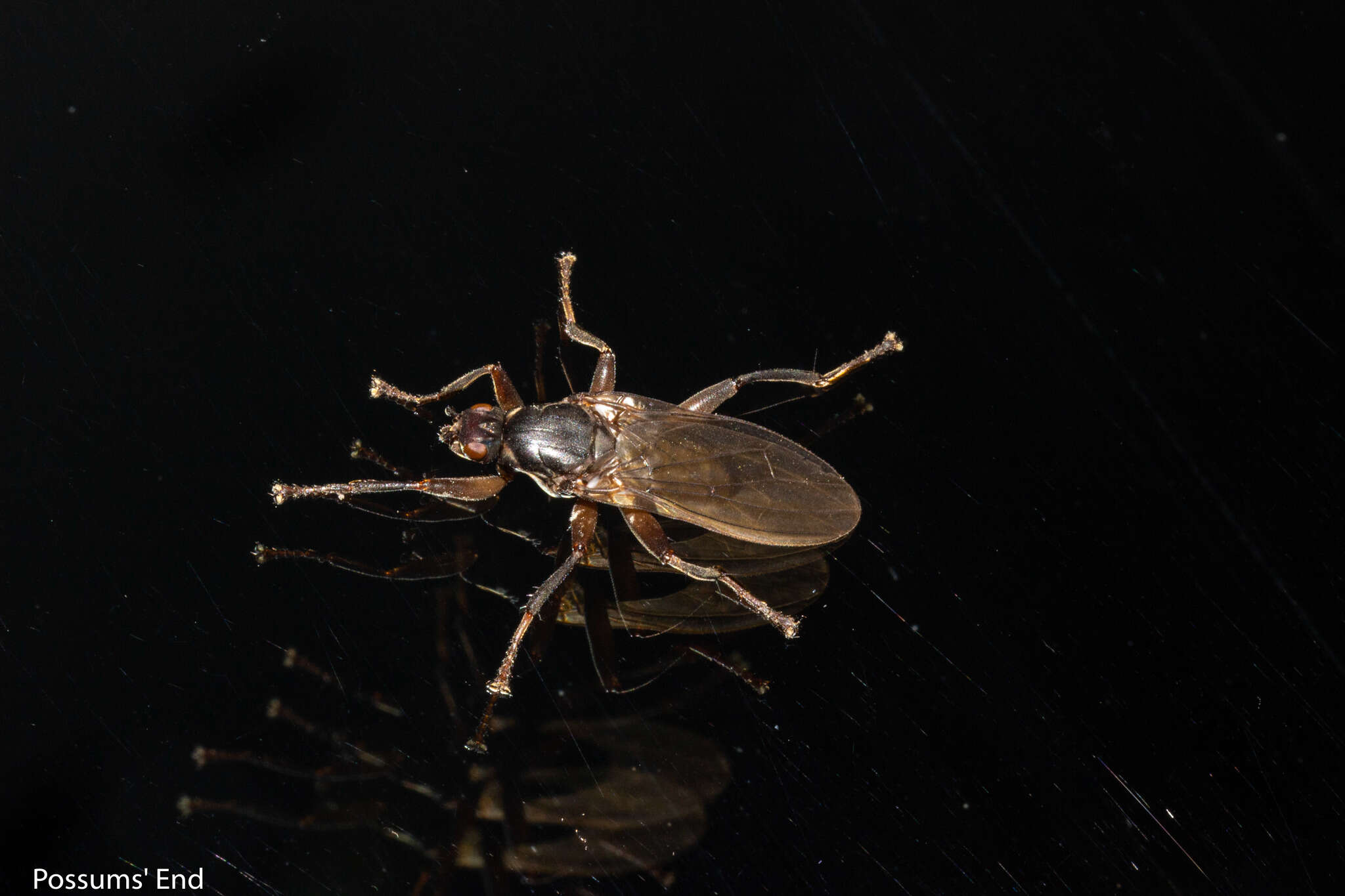 Image de Baeopterus philpotti (Malloch 1933)