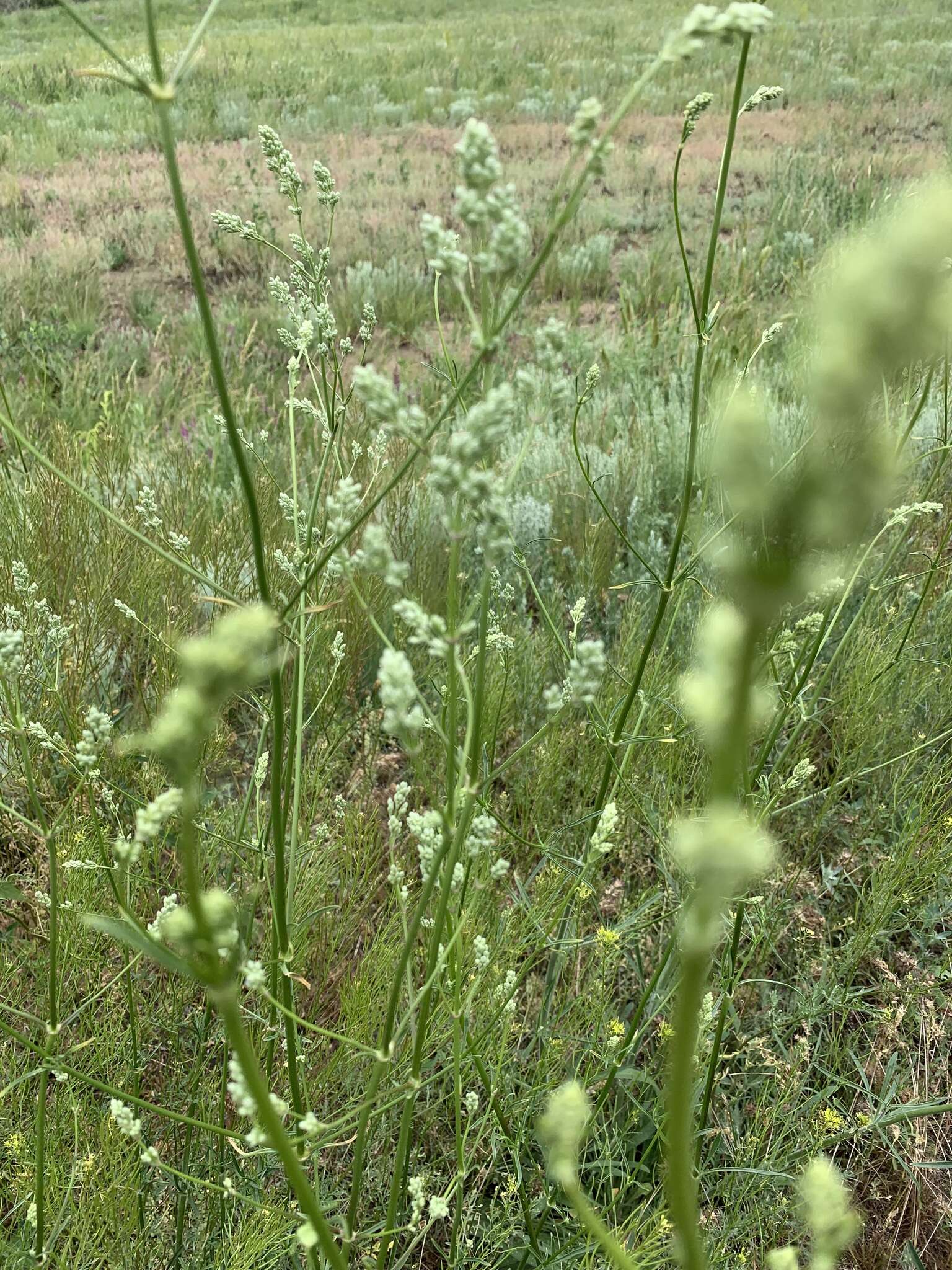 Image of Silene wolgensis (Hornem.) Otth