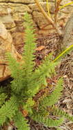 Image of Cheilanthes hirta Sw.