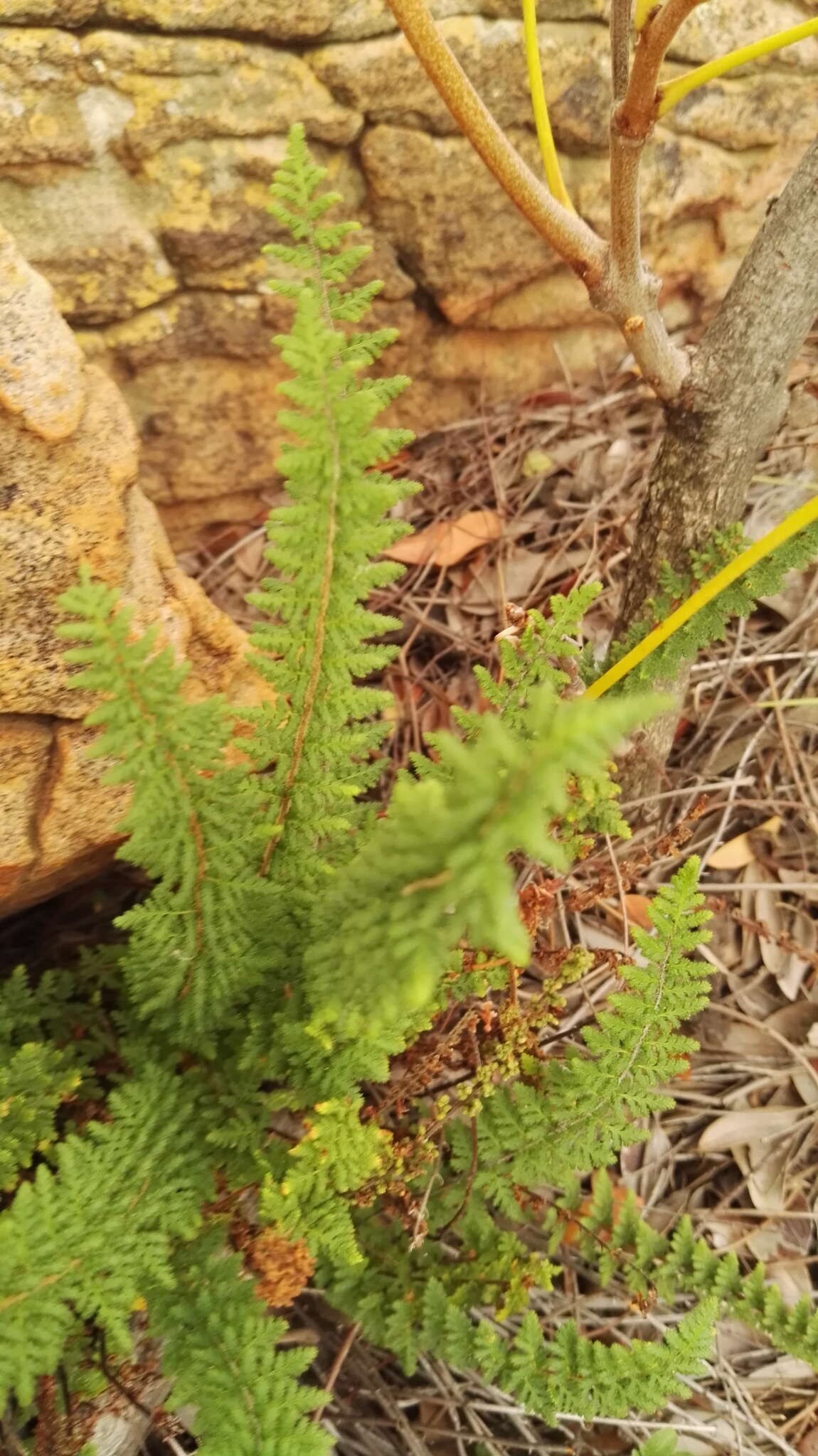 Image of Cheilanthes hirta Sw.