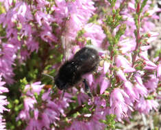 Image of Bombus soroeensis (Fabricius 1776)