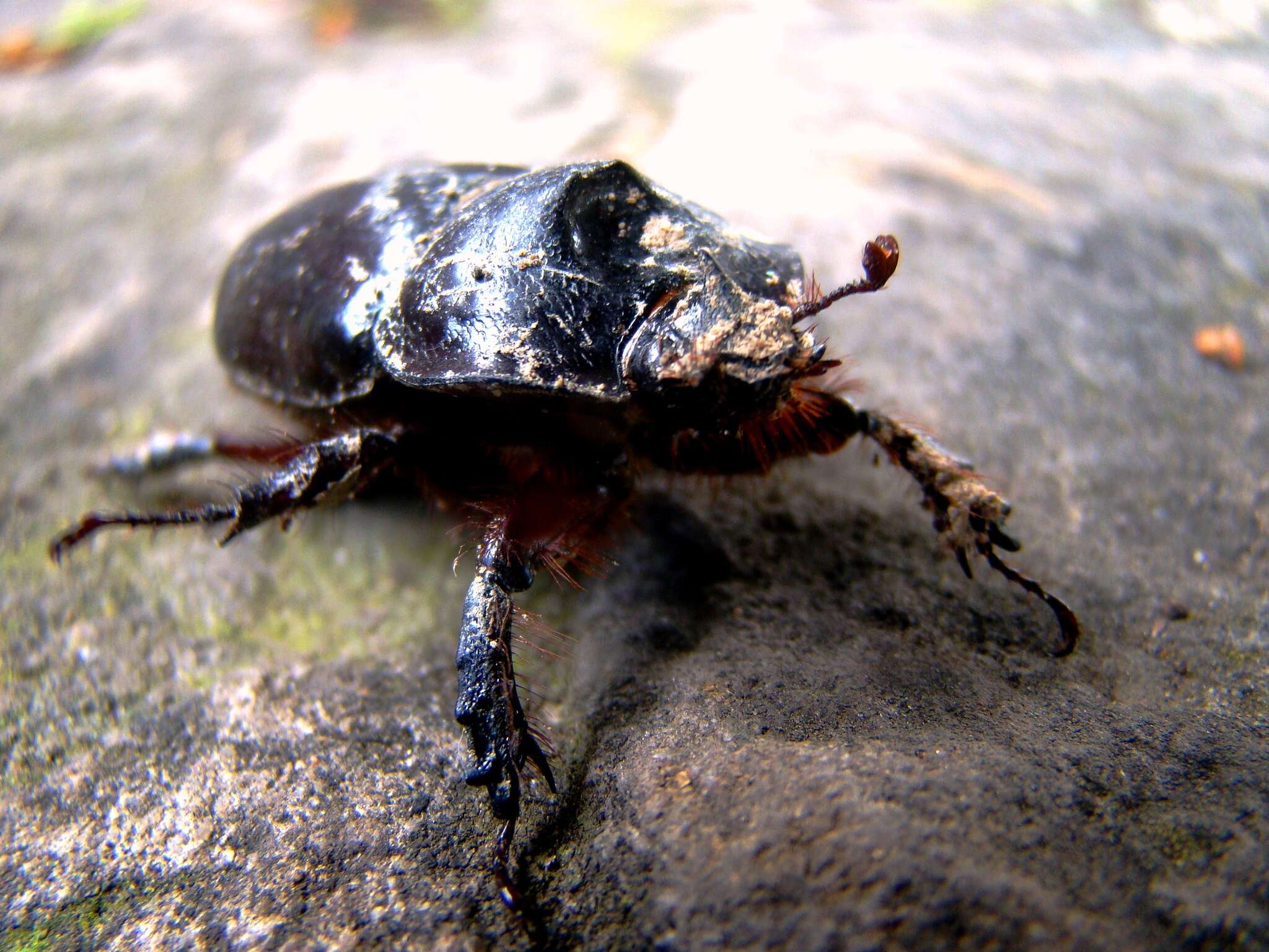 صورة Heterogomphus dilaticollis Burmeister 1847