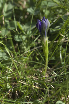 Image of Gentiana pyrenaica L.